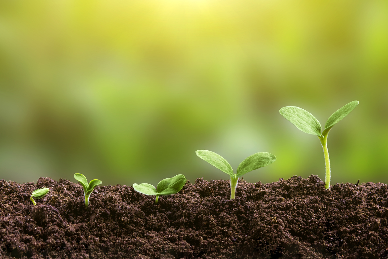 Seedling are growing from soil